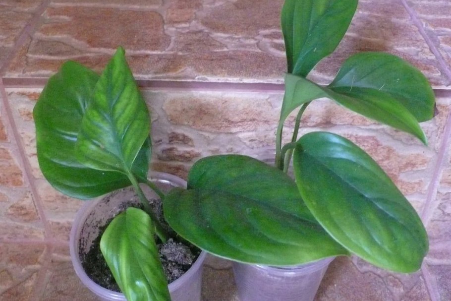 Монстера Карвинского Акумината