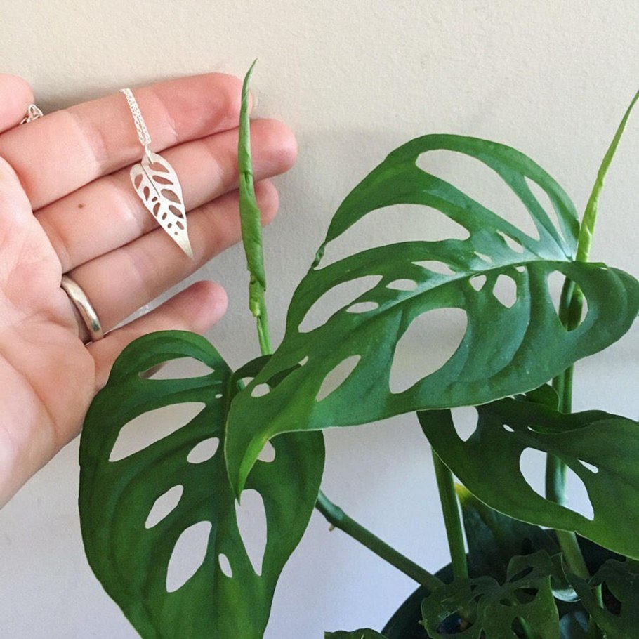 Монстера Карвинского взрослая