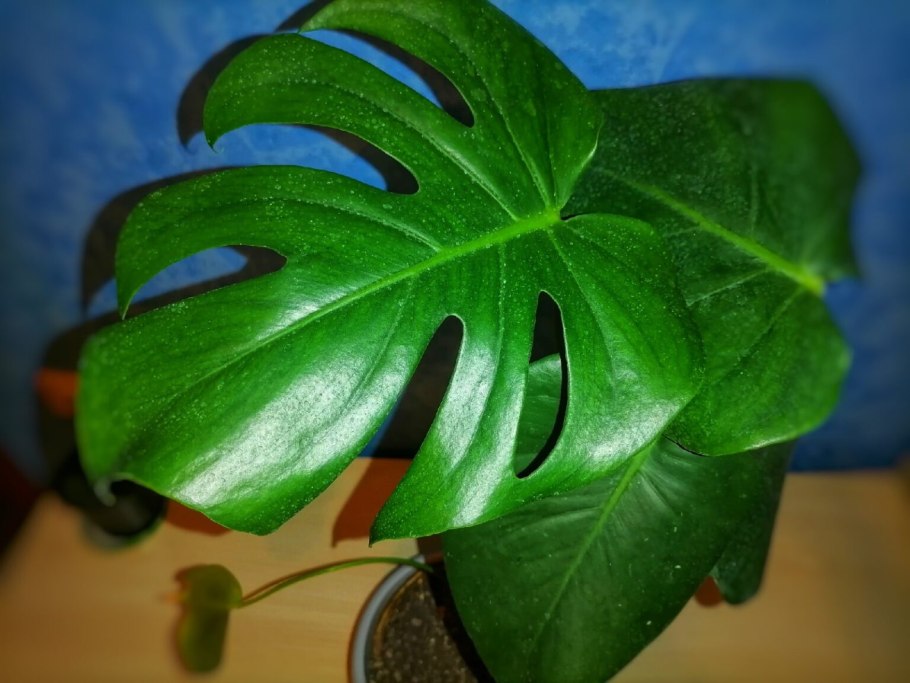 Монстера деликатесная (Monstera deliciosa)