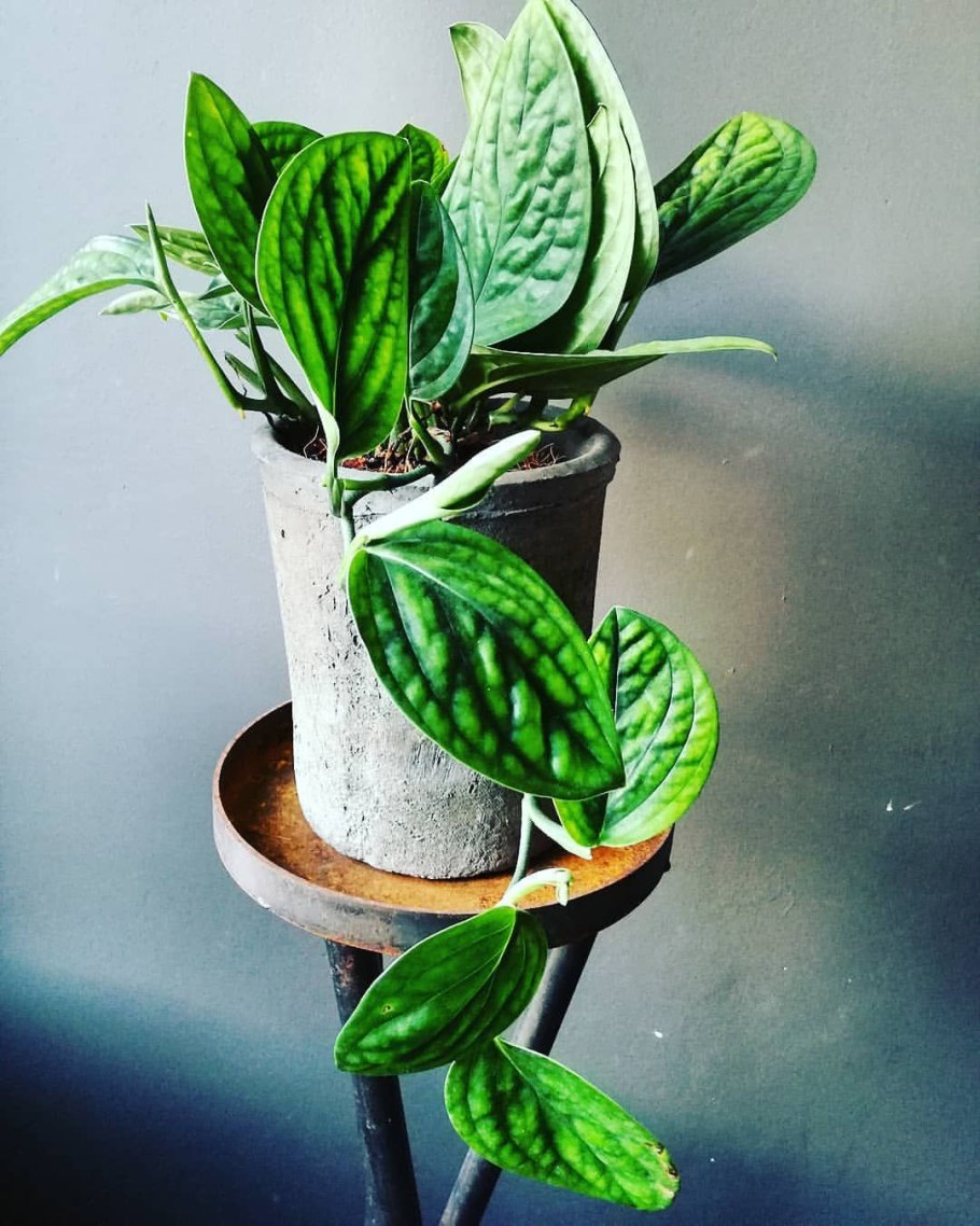 Монстера Фридрихшталя Monstera friedrichsthalii