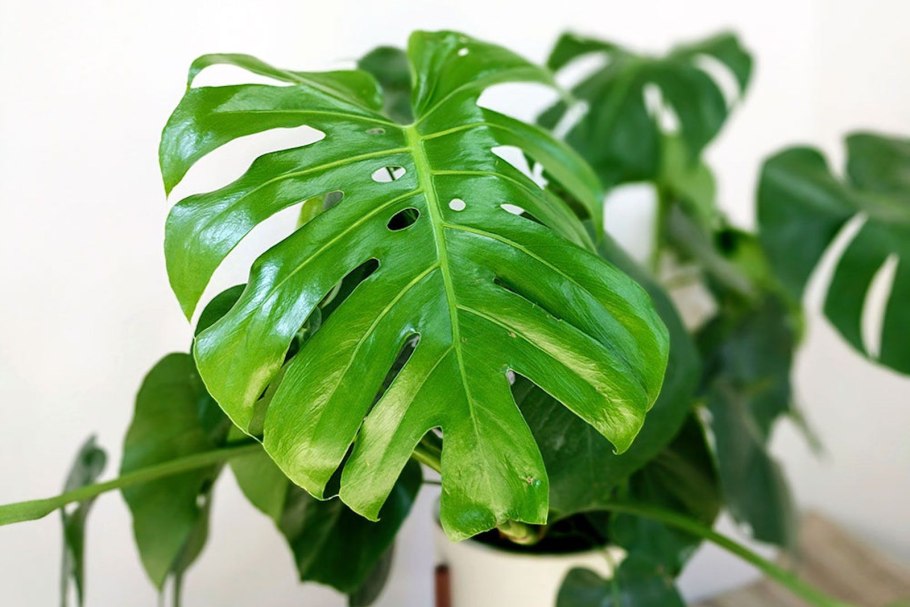 Монстера Делициоза (Monstera deliciosa)