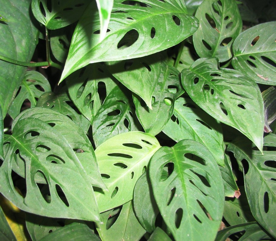 Монстера Фридрихшталя