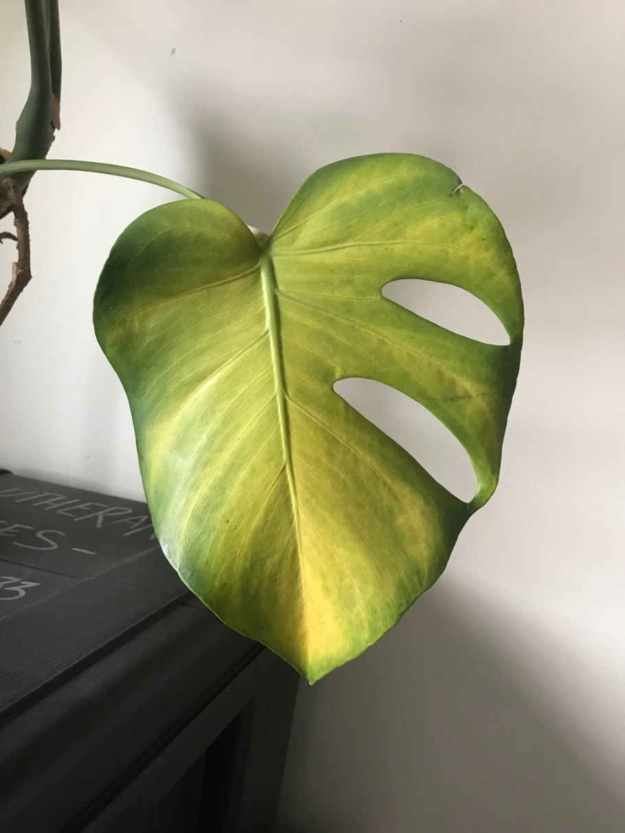 Филодендрон темно зеленый