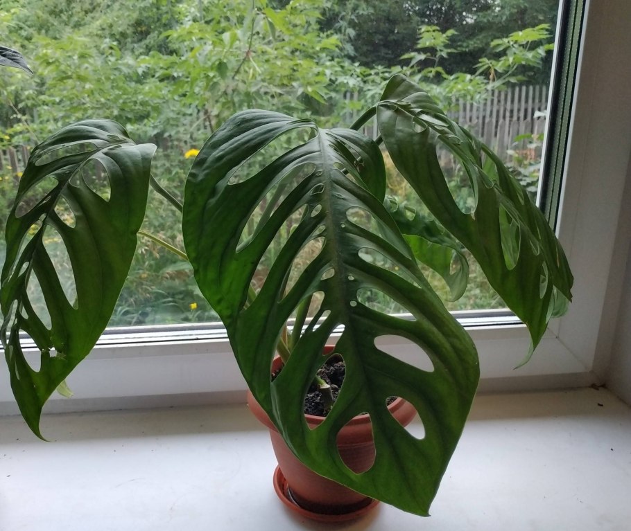 Монстера Фридрихшталя