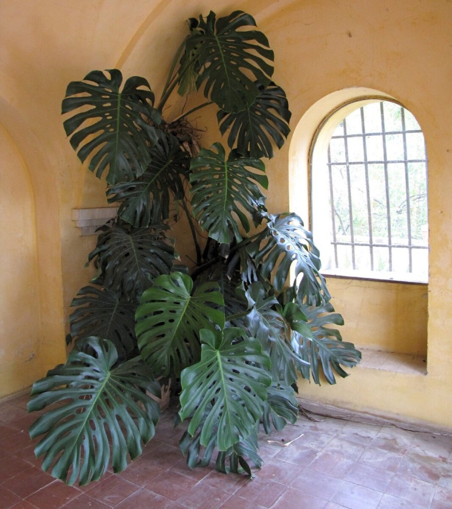 Монстера растение вариегатная