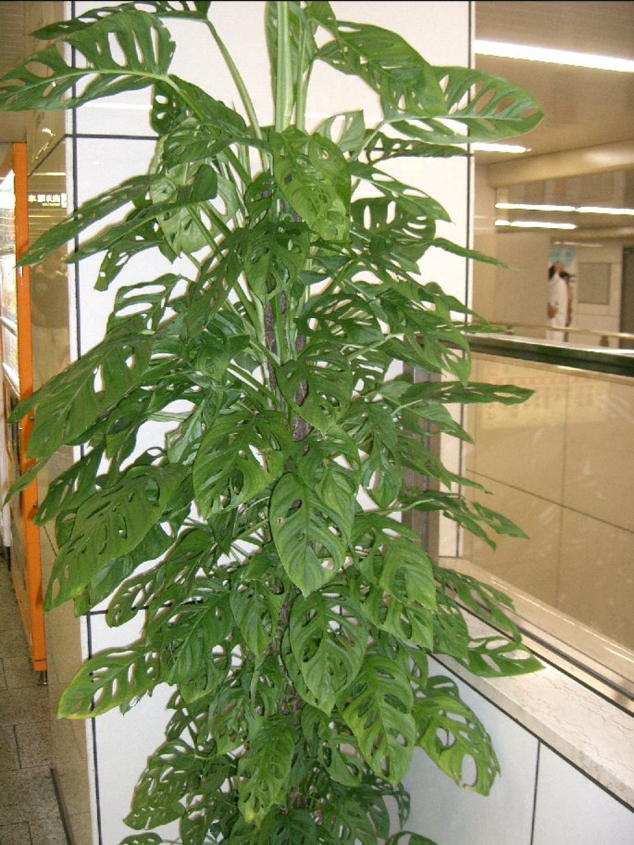 Монстера obliqua (Monstera)