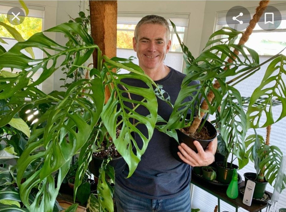 Monstera pinnatipartita/монстера пиннатипартита