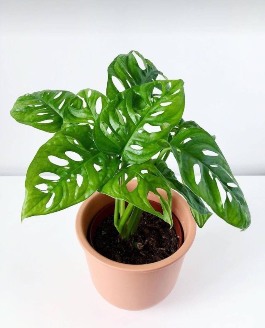 Композиция из монстеры в горшке