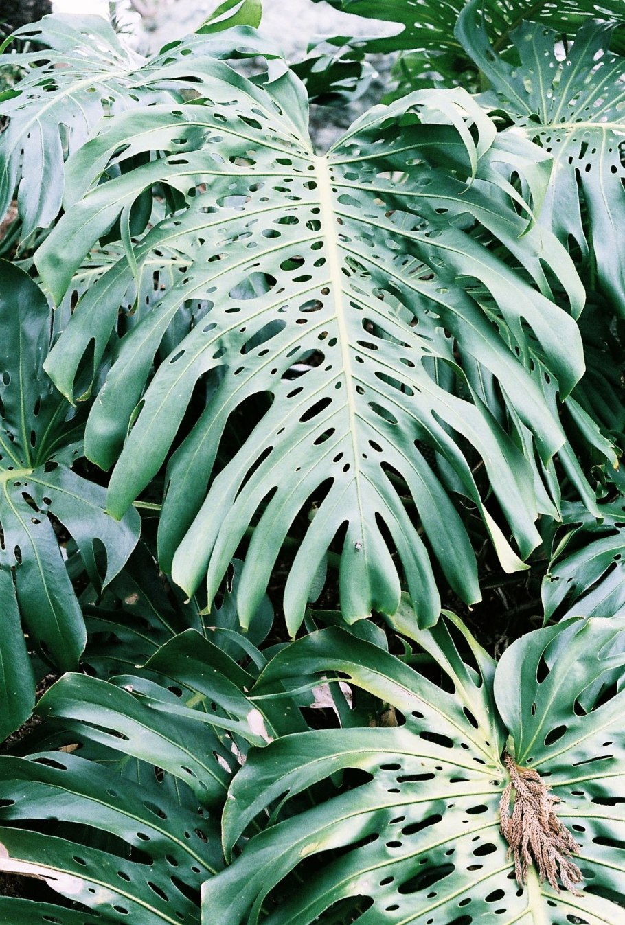 Монстера Деликоса