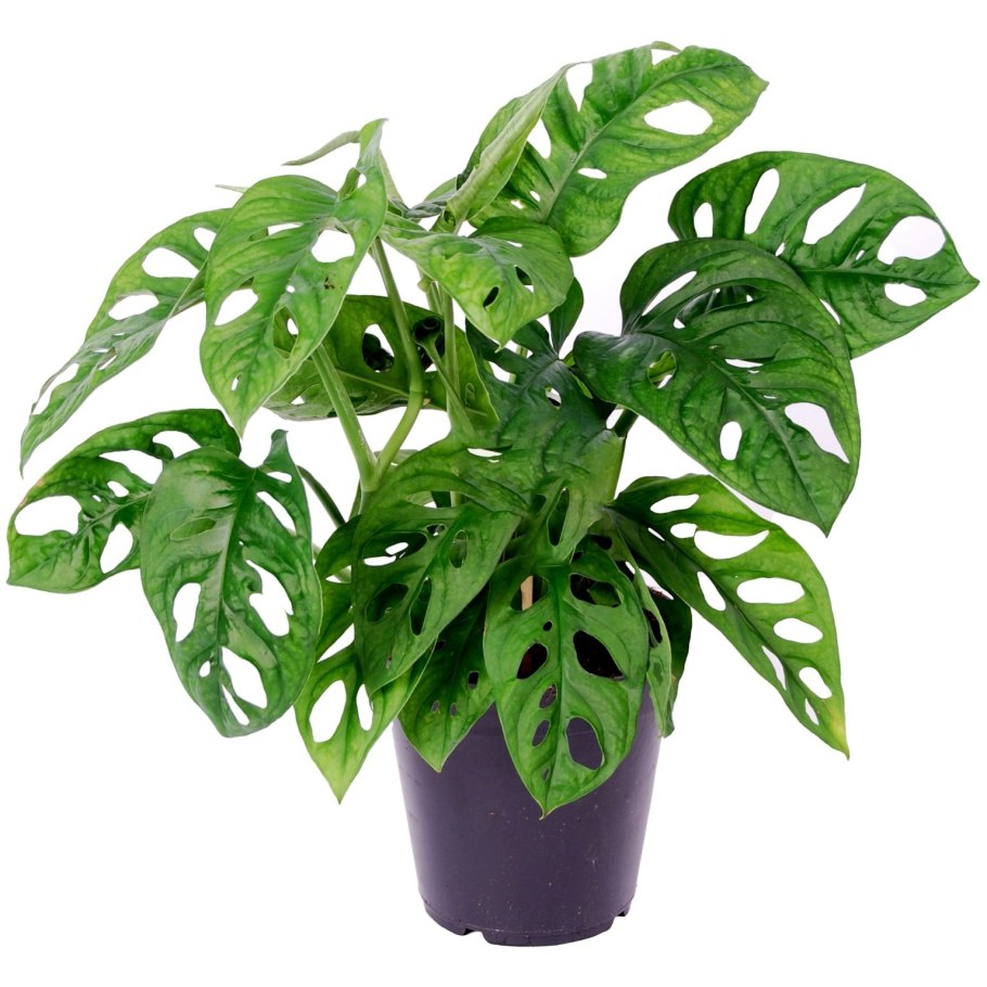 Монстера Адансона Monstera adansonii