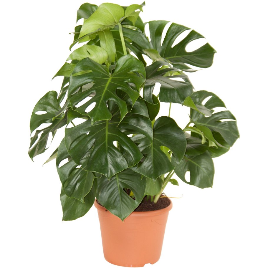 Монстера Акумината