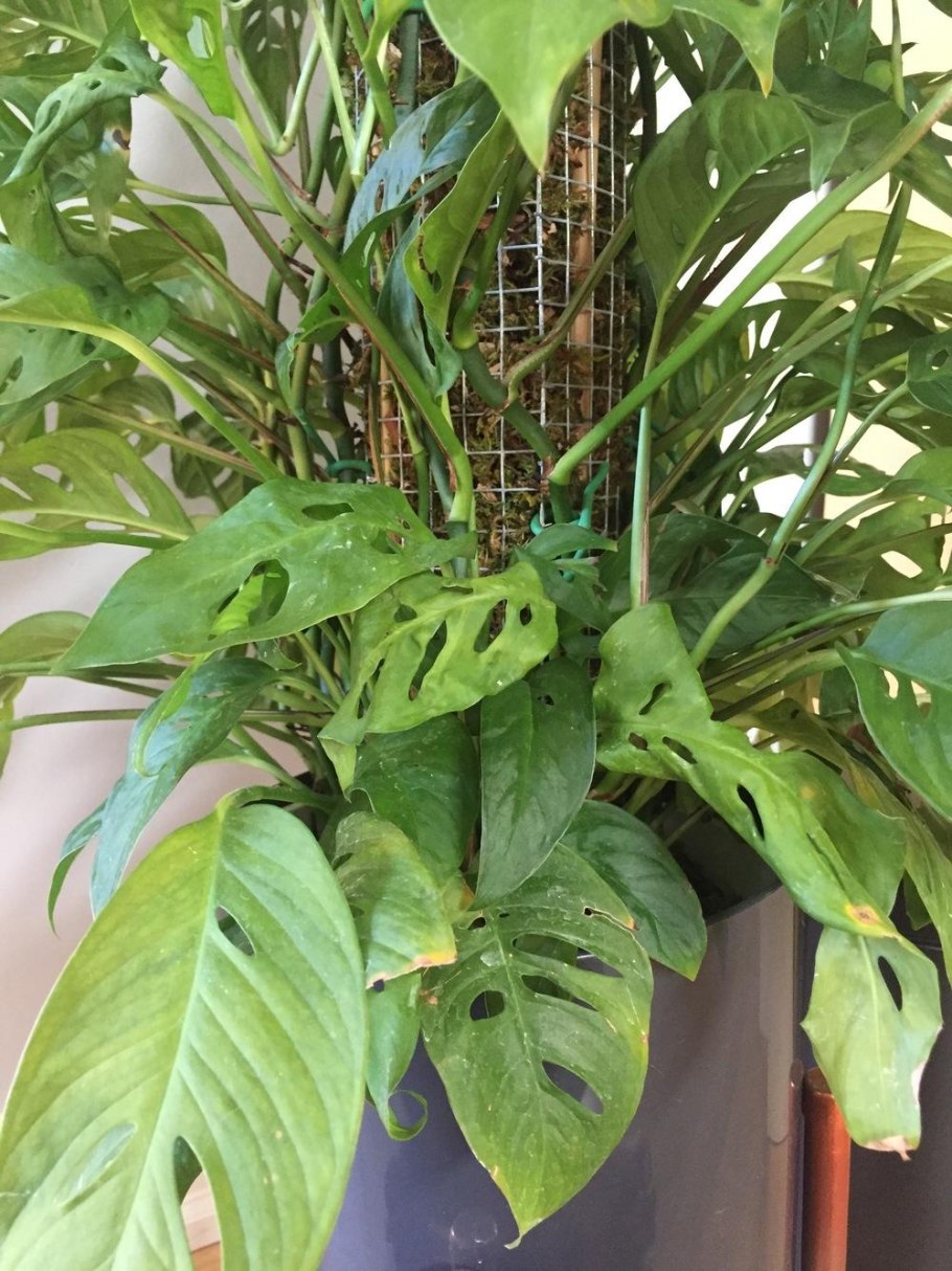 Монстера Акумината