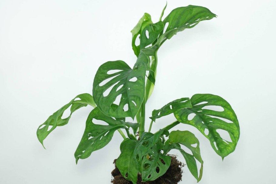 Монстера Фридрихшталя