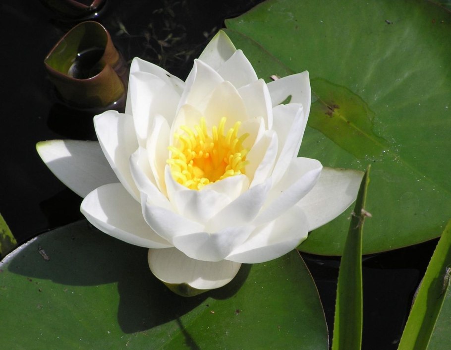 Кувшинка чисто-белая (Nymphaea Candida)