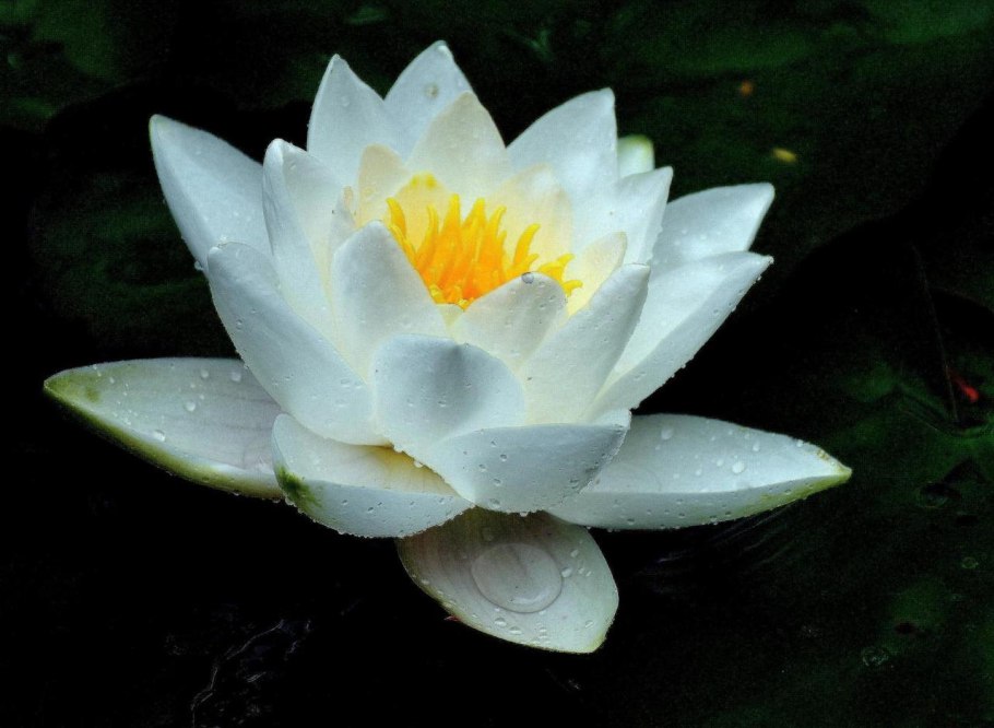 Кувшинка белая (Nymphaea Alba)