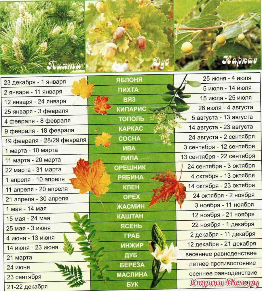 Знак зодиака из цветов