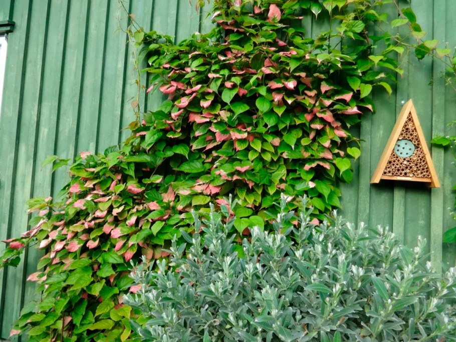 Актинидия красно бурая