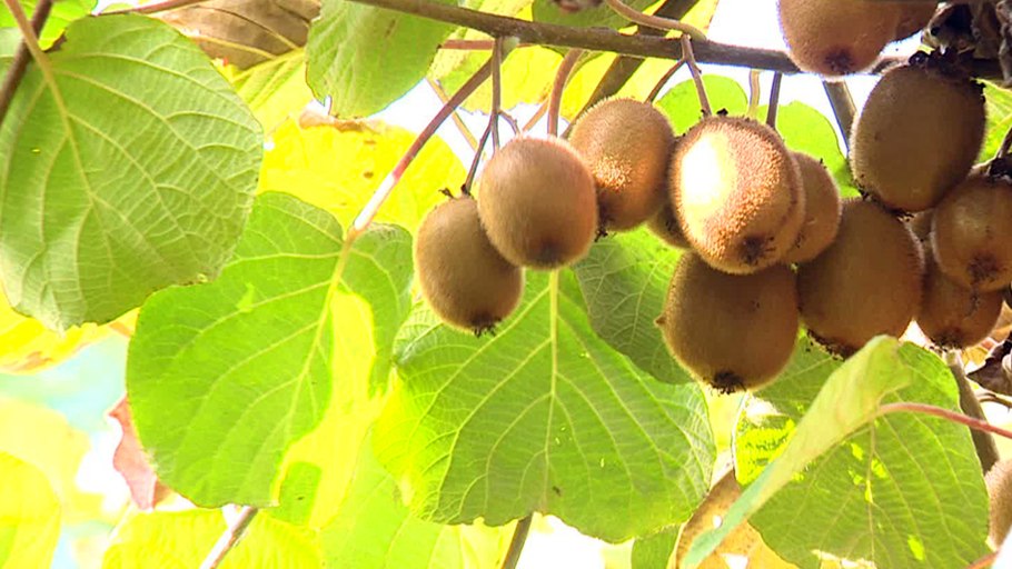 Актинидия коломикта Лиана