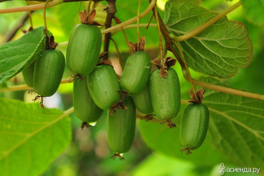 Актинидия аргута иссаи