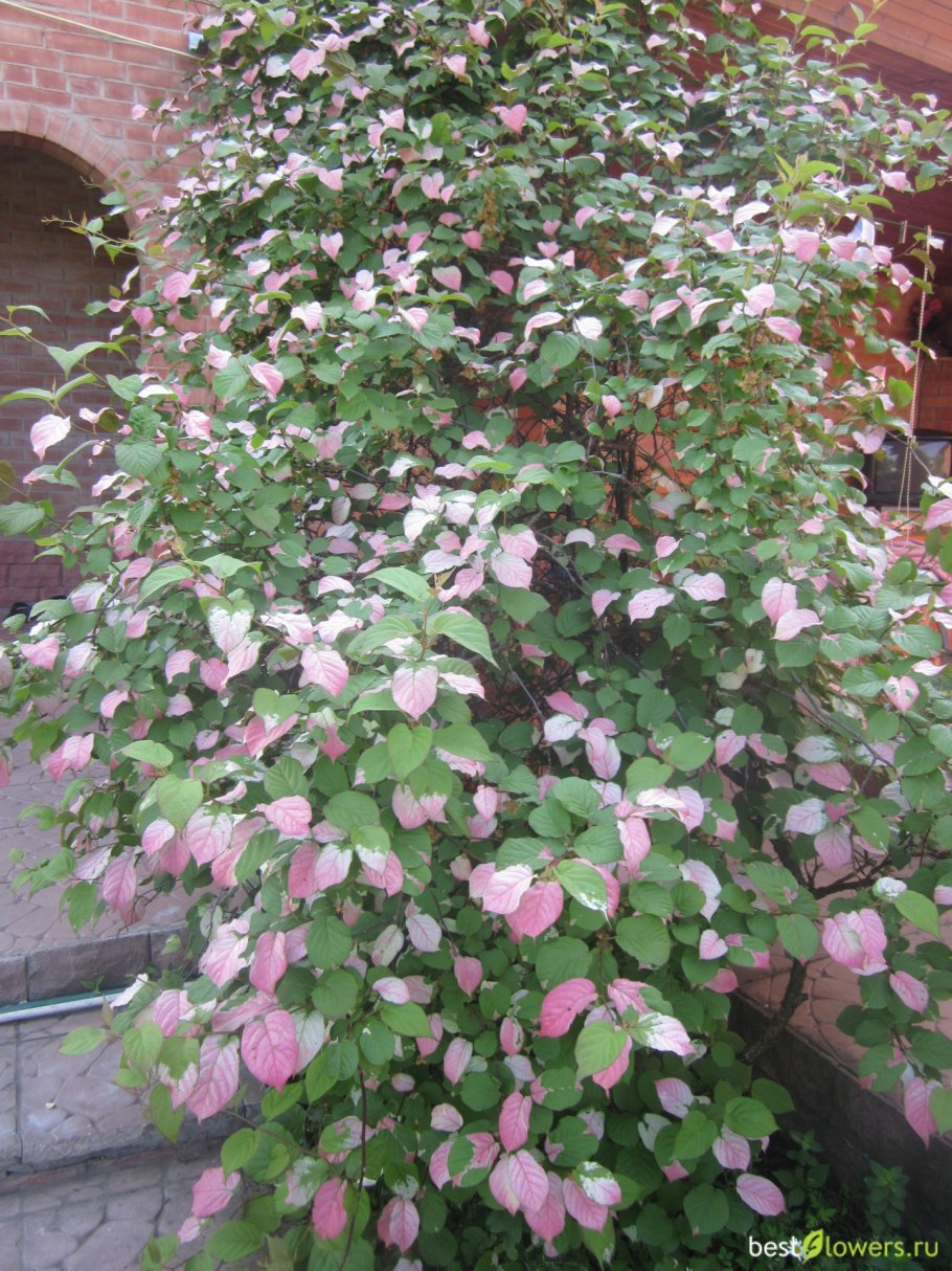 Актинидия эстафета