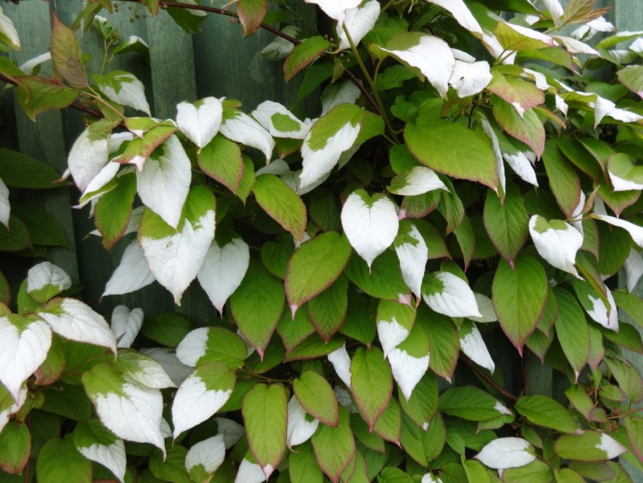 Актинидия коломикта адам