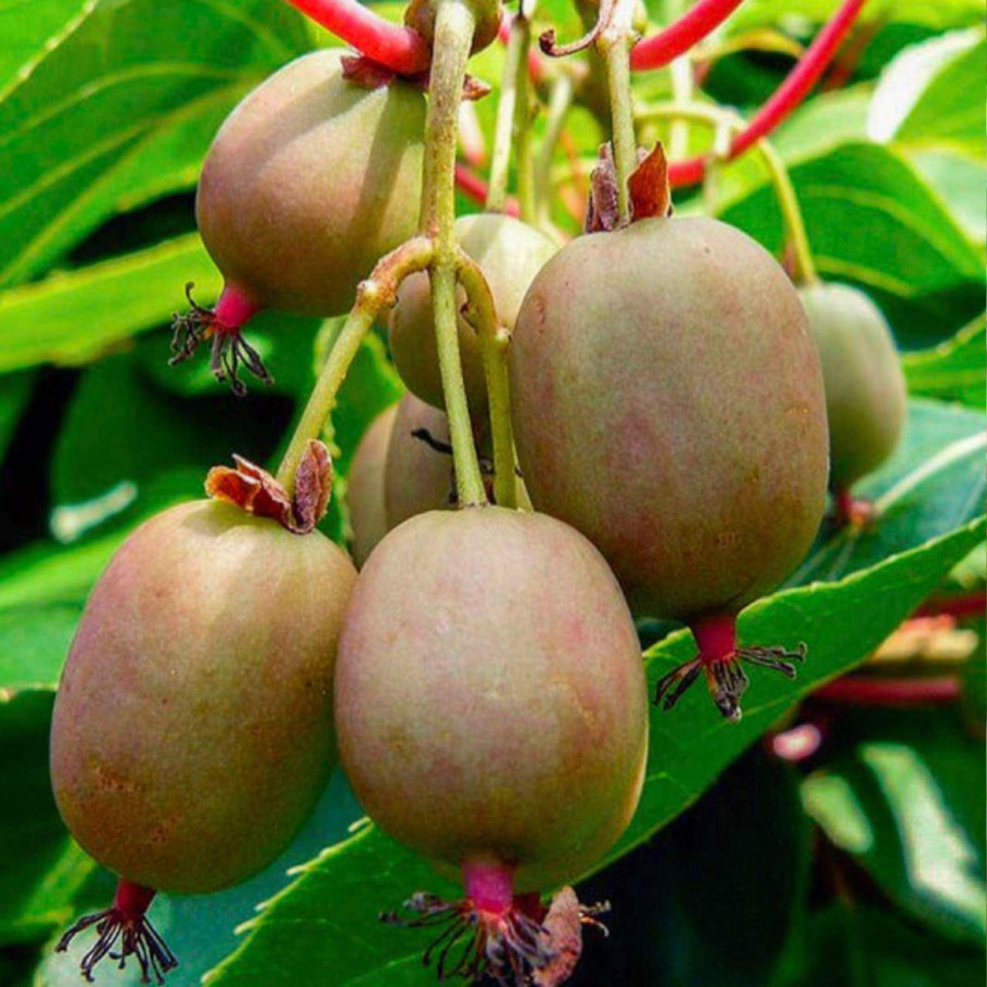 Актинидия коломикта