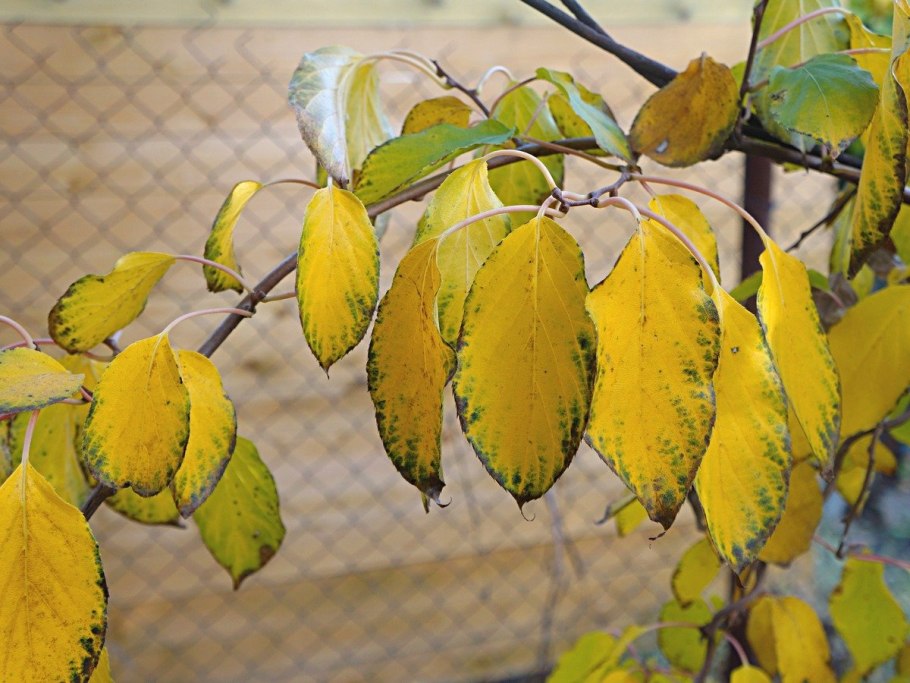 Киви в Подмосковье