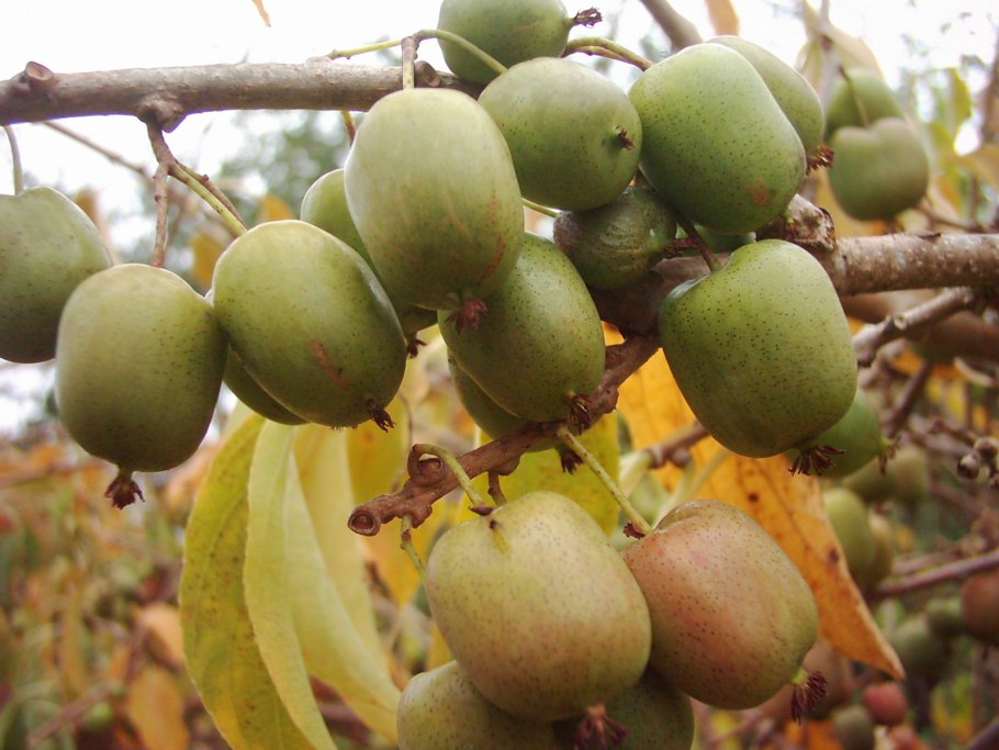 Актинидия коломикта Лакомка