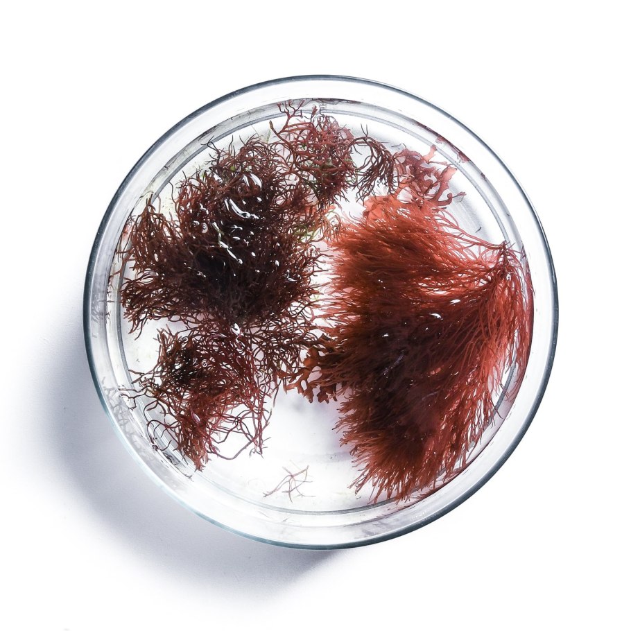 Съедобные красные водоросли