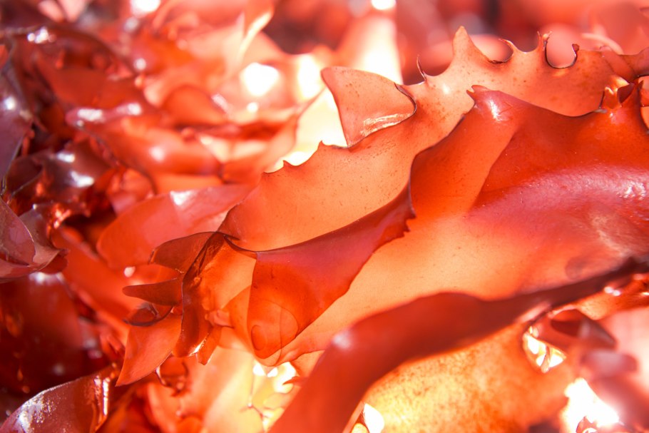 Asparagopsis taxiformis