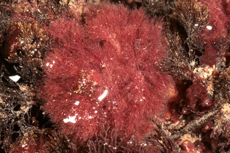 Красные водоросли родимения