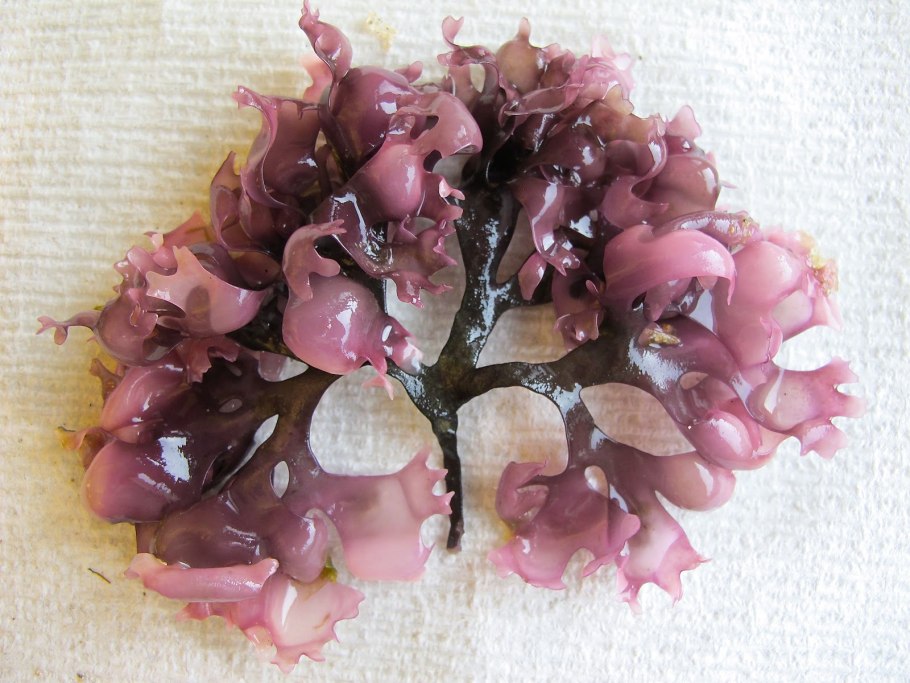 Анфельция тобучинская