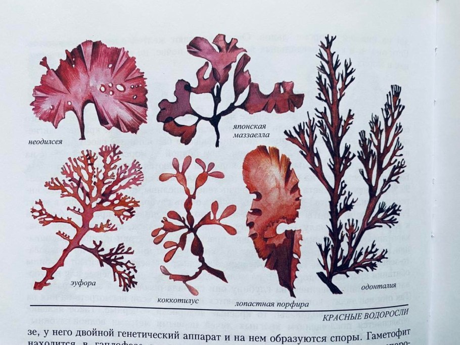 Таблетки капсулы
