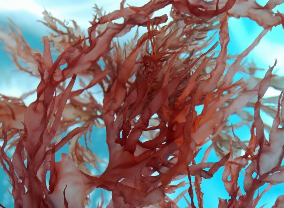 Сыворотка hello Beauty сыворотка перед макияжем. Красные водоросли (10 мл)