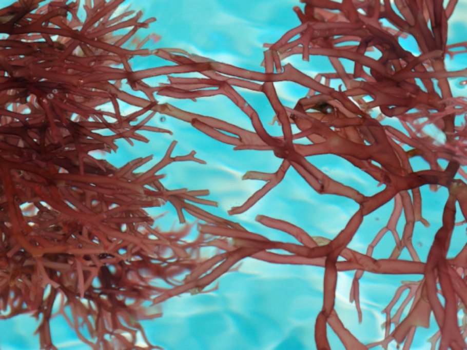 Saltwater Bush Gracilaria macro algae Frag Plant Refugium описание