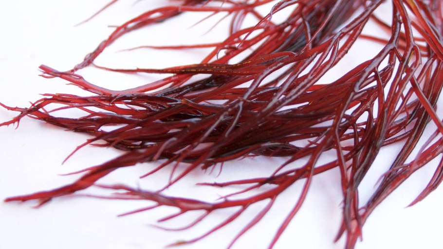 Красная водоросль хондрус