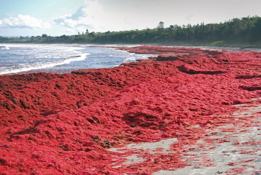 Красный прилив водоросли