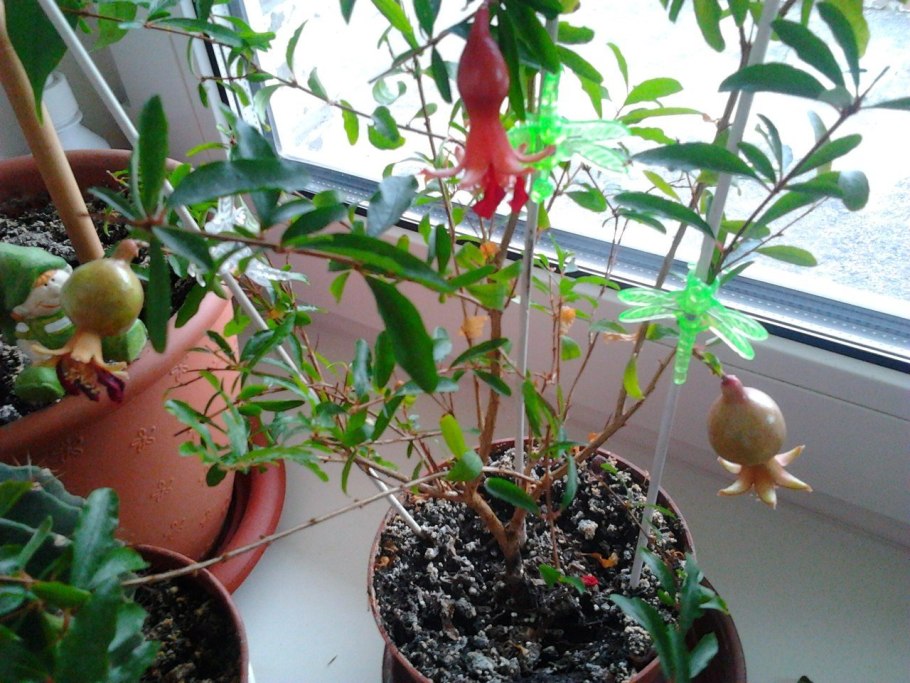 Гранат карликовый Карфаген