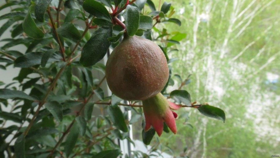 Гранат карликовый Карфаген