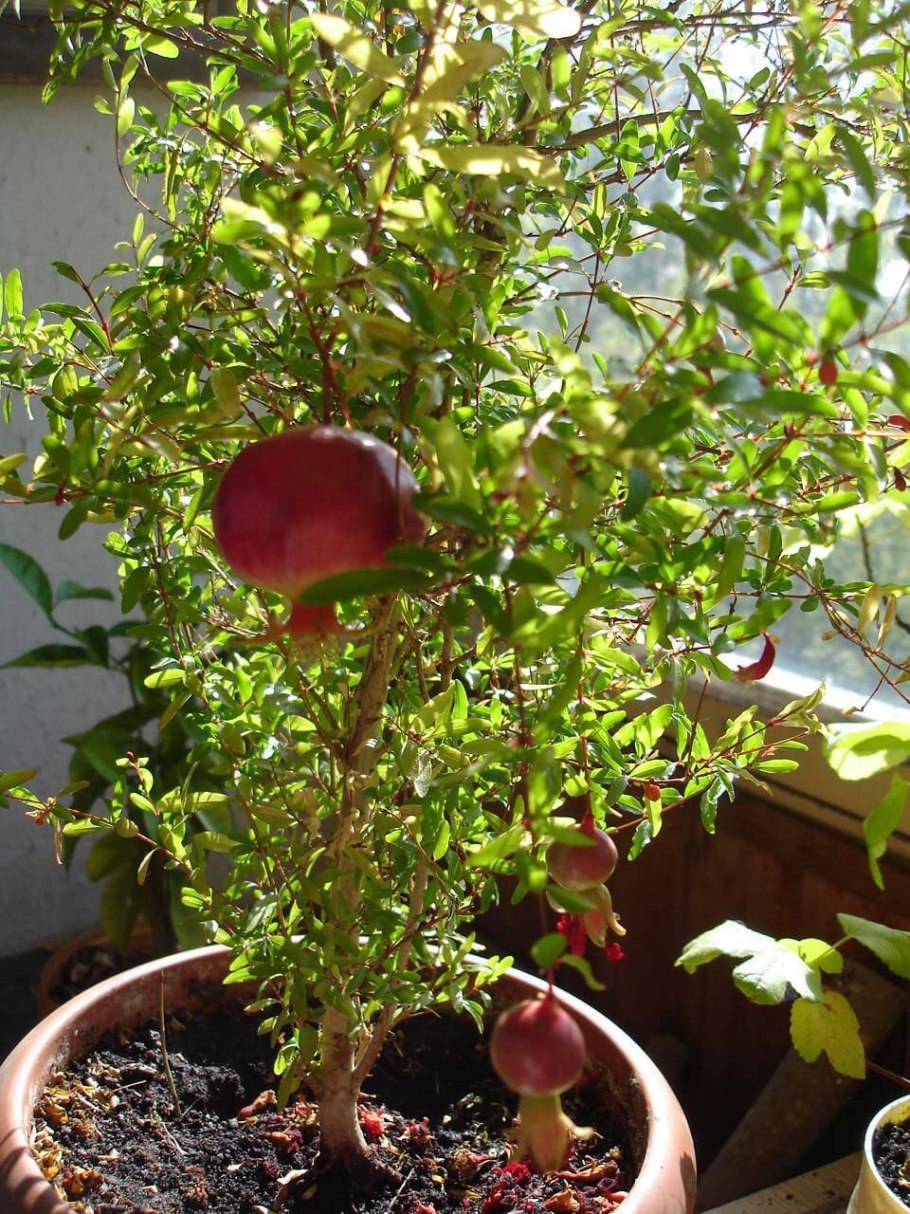 Гранат декоративный карликовый