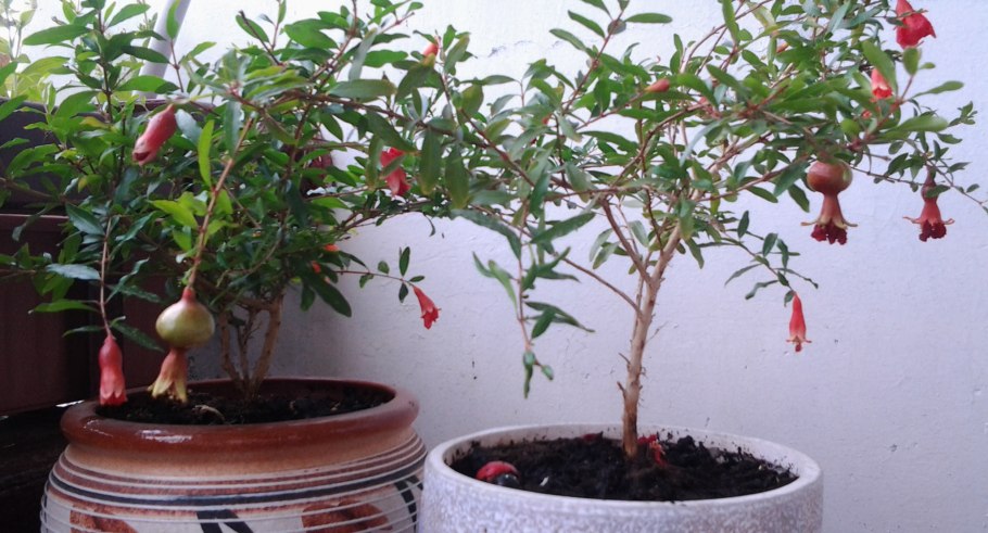 Гранат карликовый Карфаген