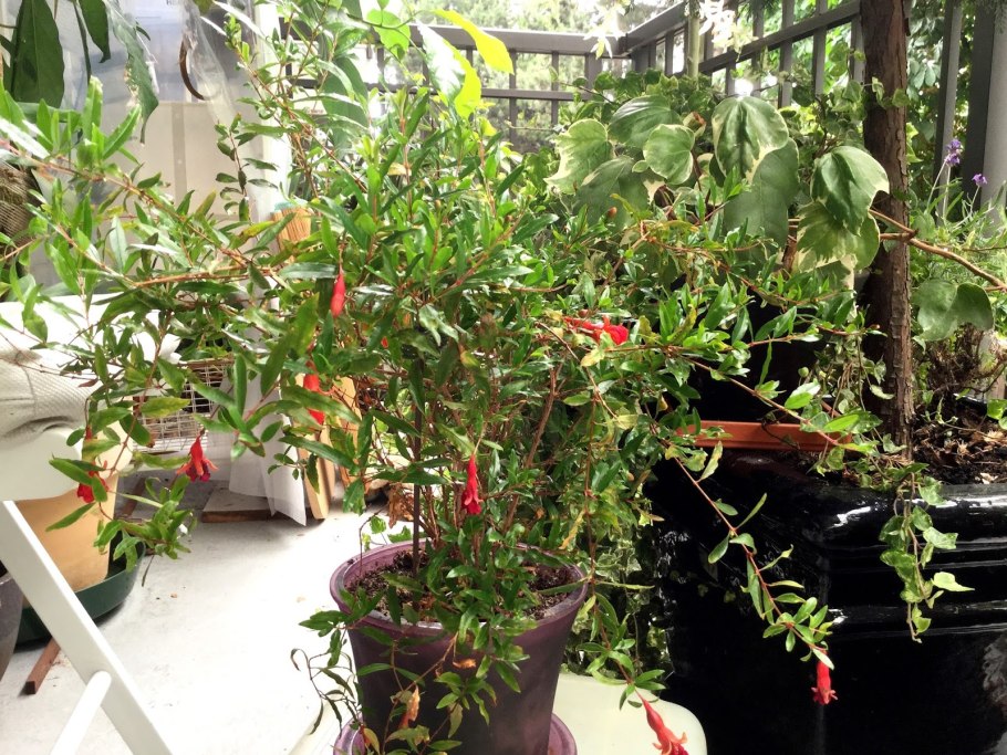 Гранат карликовый Росток