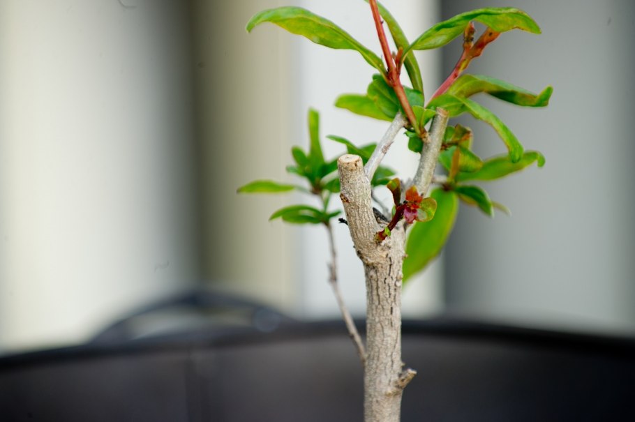 Гранат Карфаген