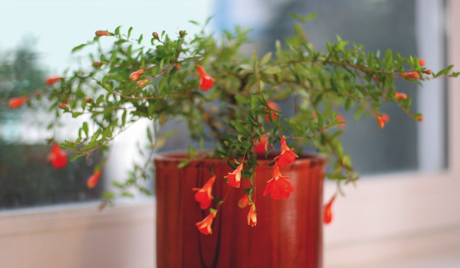 Гранат карликовый punica nana