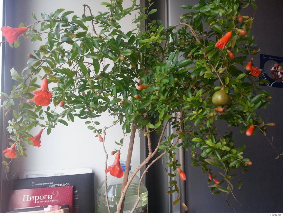 Гранат комнатный Карфаген