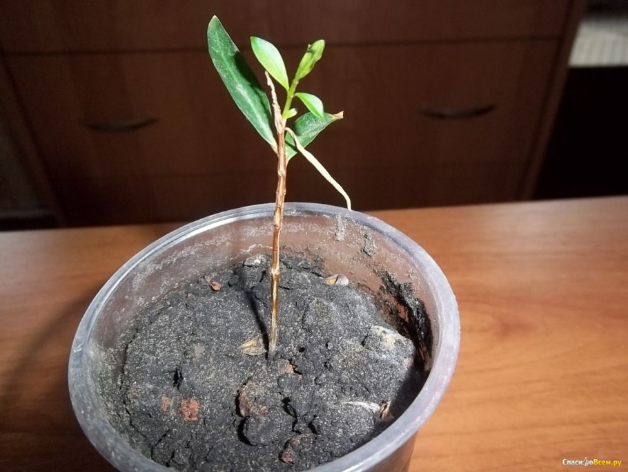 Гранат карликовый Росток