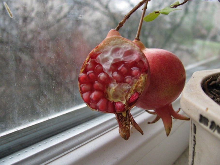 Гранат карликовый