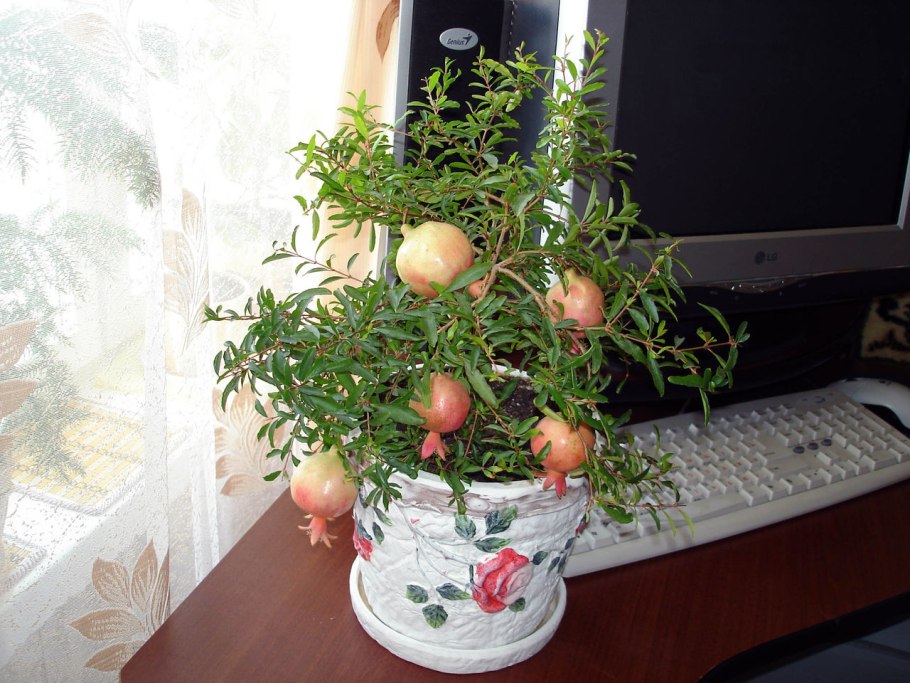 Гранатник обыкновенный