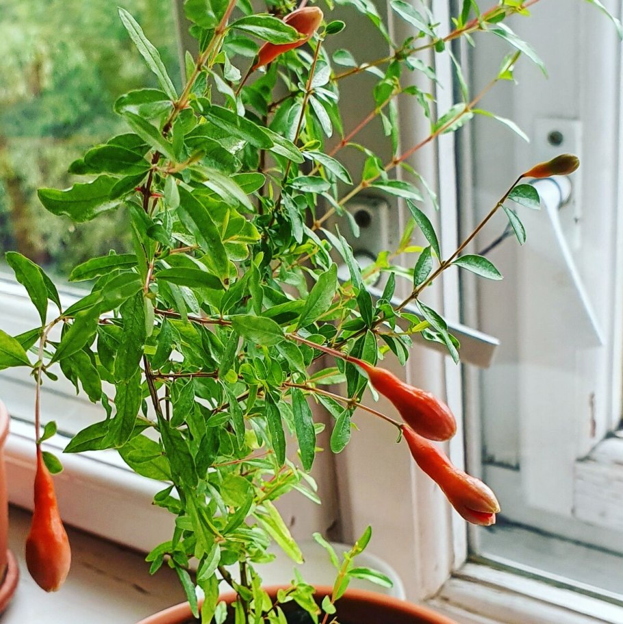 Кустовой гранат зимостойкий