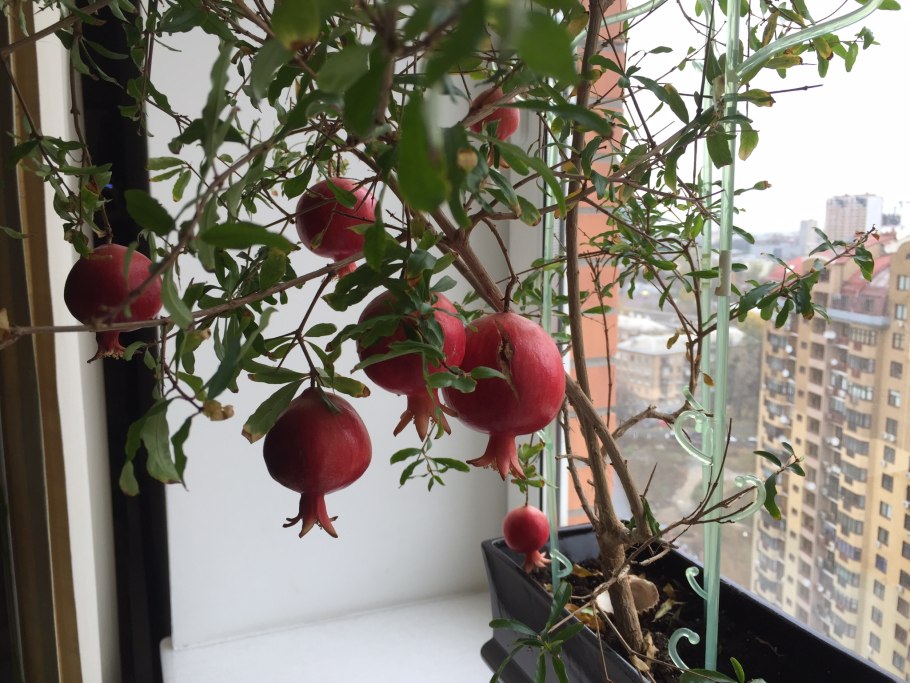 Гранат комнатный